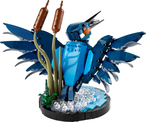 Kingfisher Bird
