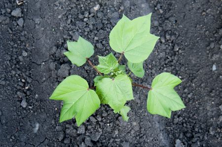 Green Cotton Plant Leaves