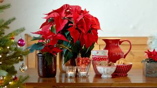 Mirage red poinsettia on Christmas table