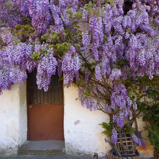 Wisteria growing up and over a front door