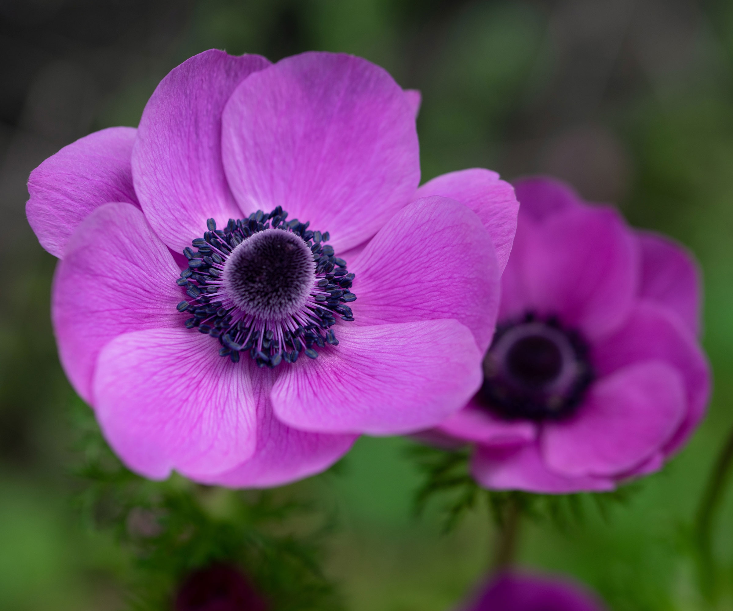 anemone flowers with purple petals