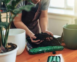 person using indoor compost to pot up houseplants