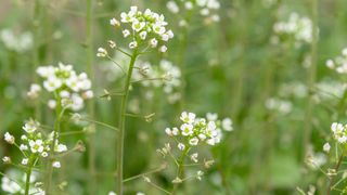 shepherd's purse in flower