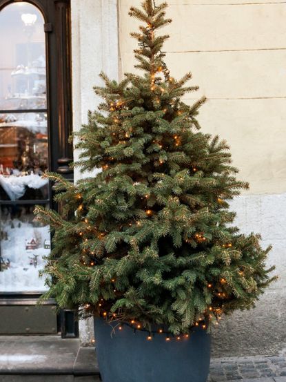 Potted Christmas Tree On Front Porch