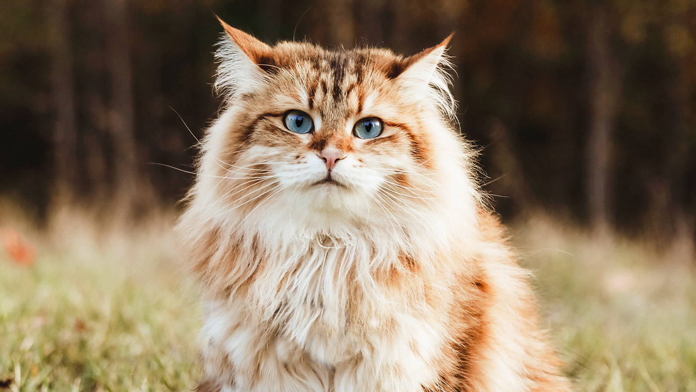 Close up of siberian forest cat