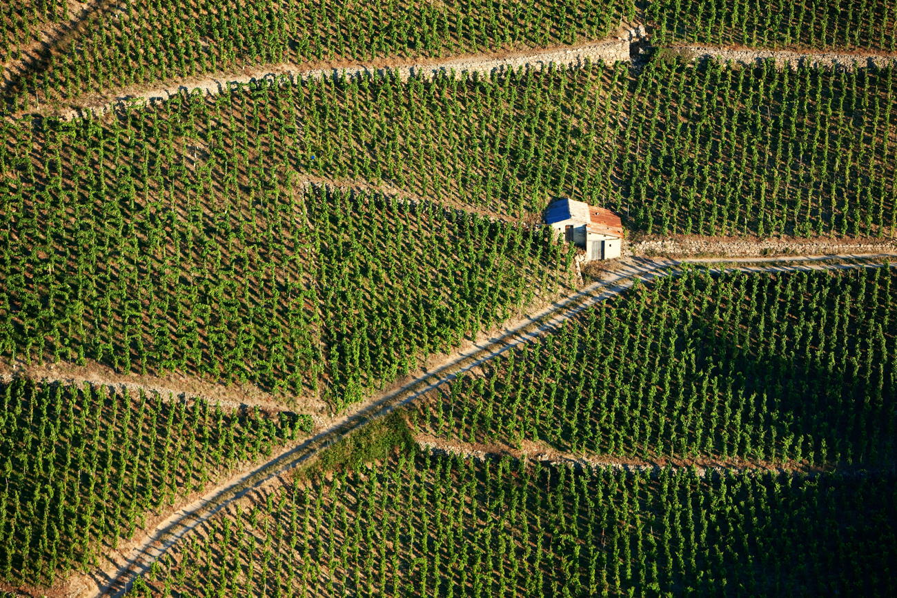Vincent Paris La Geynale