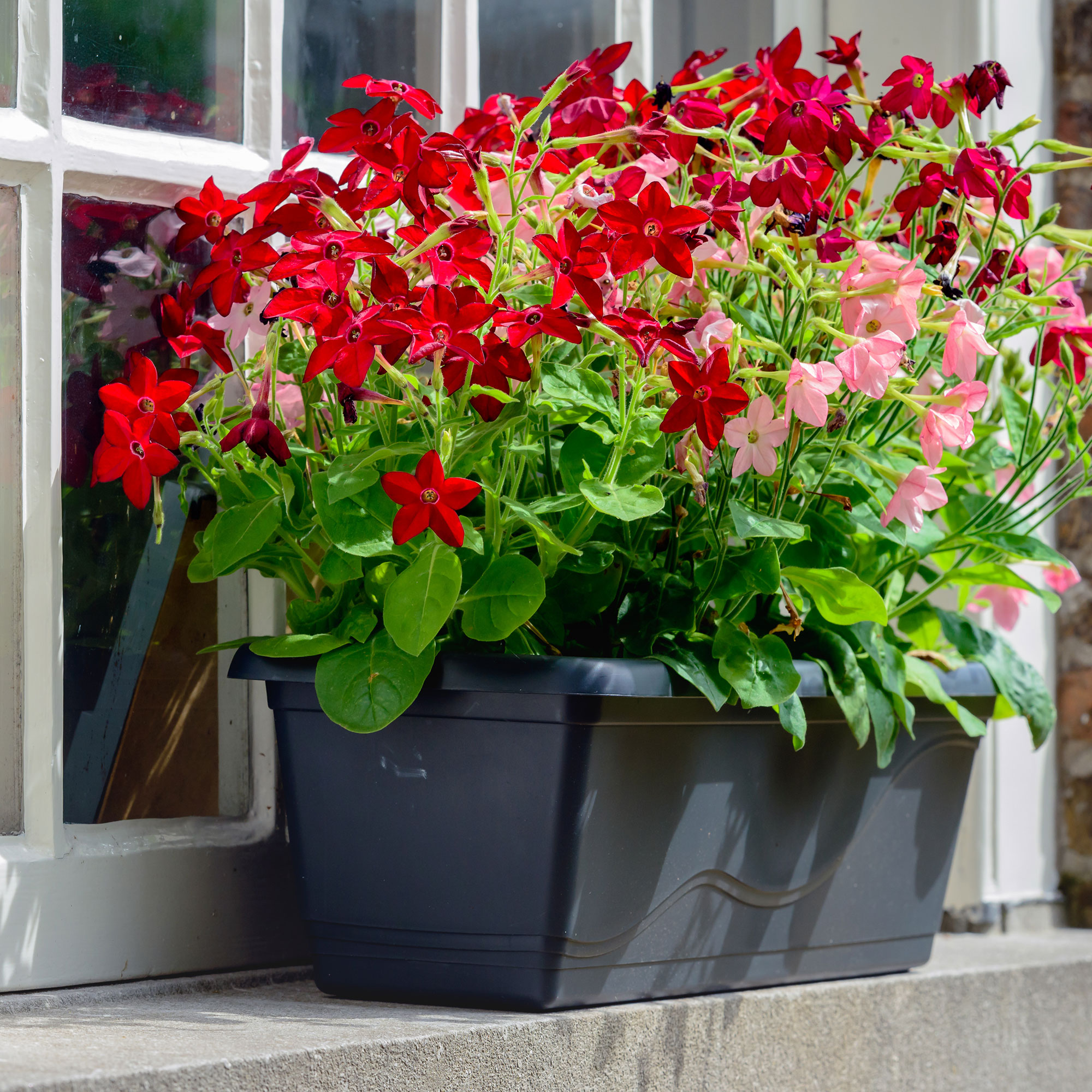 Red flowers in windowbox