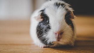 guinea pig breeds