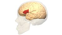 A transparent skull over a white background holds a tan brain with an area in the middle a deep red.