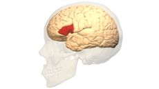 A transparent skull over a white background holds a tan brain with an area in the middle a deep red.
