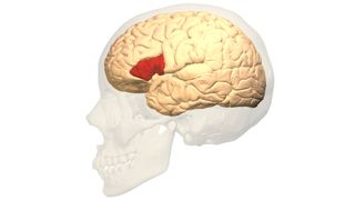 A transparent skull over a white background holds a tan brain with an area in the middle a deep red.