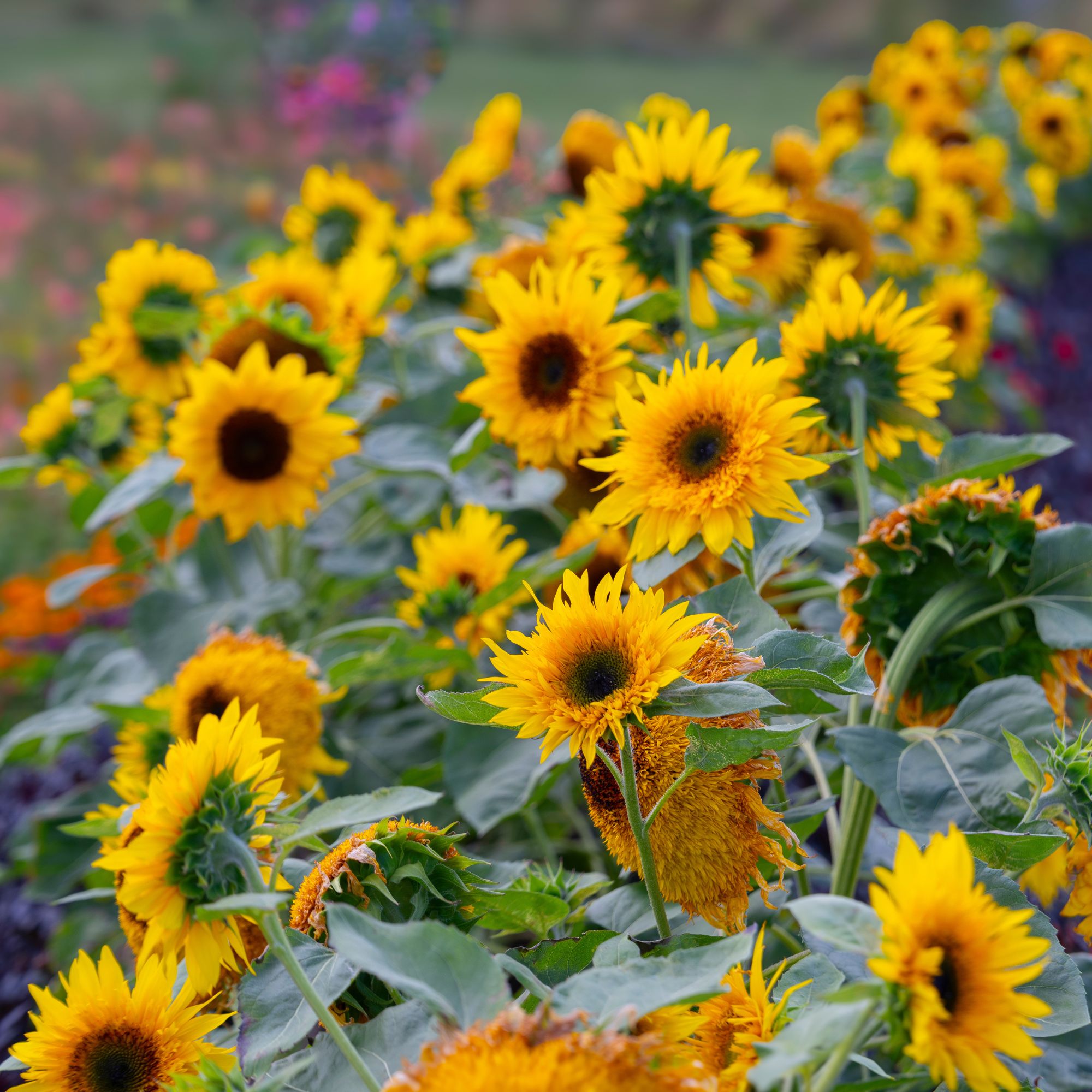 sunflowers in garden border