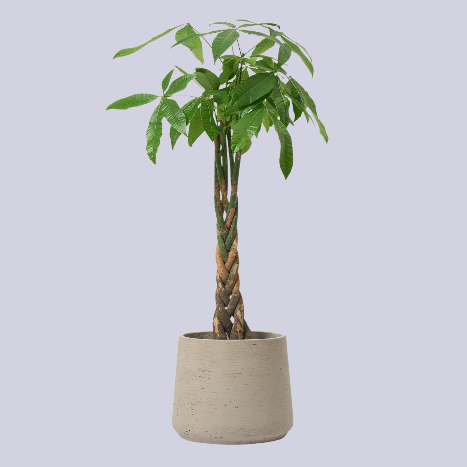 A potted pachira tree with a braided trunk