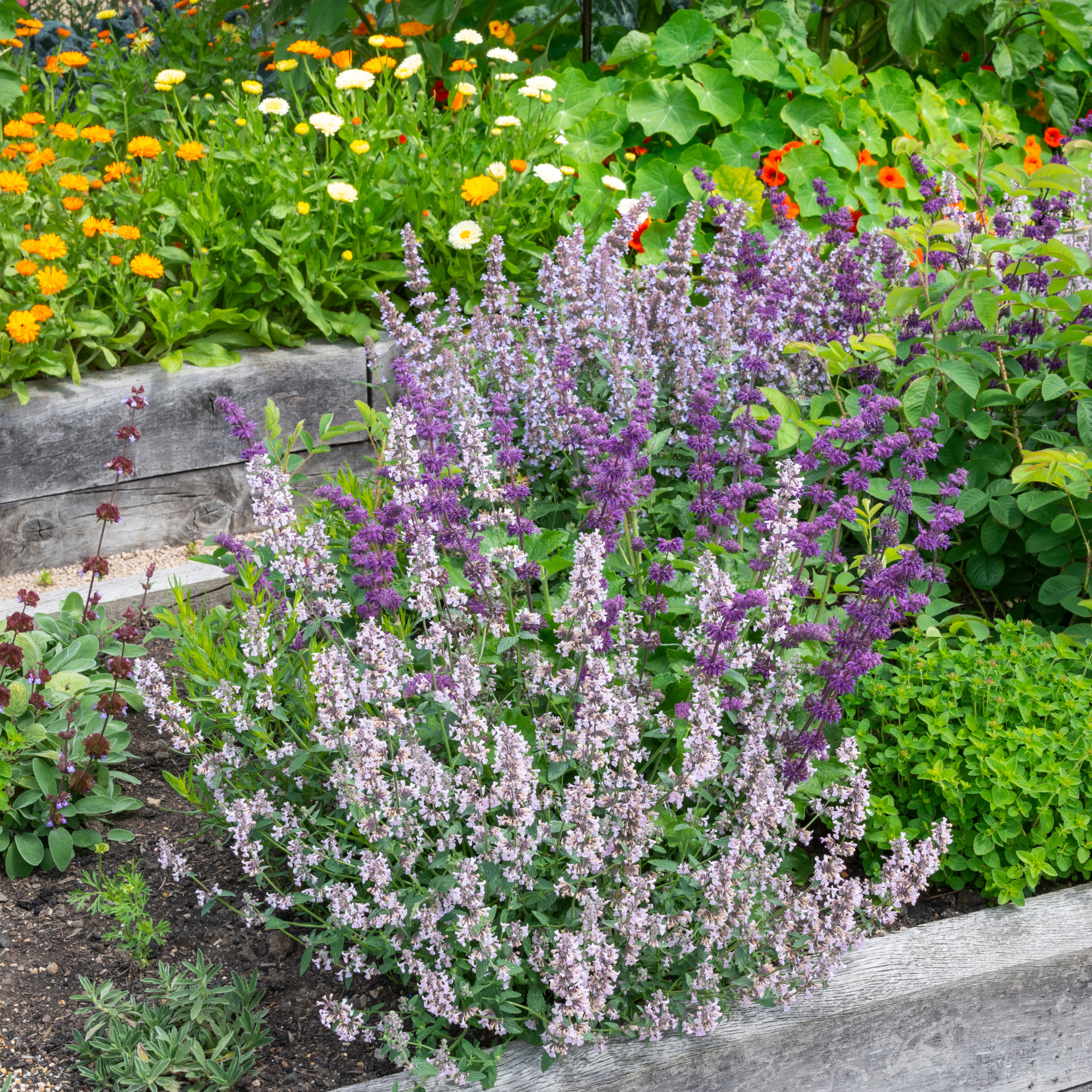 Nepeta planted in a flower bed.