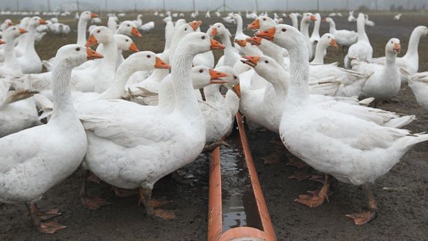 KUHHORST, GERMANY - NOVEMBER 24:Farm geese gather at a water feeder on an open field at the Oekohof Kuhhorst organic farm near Berlin on November 24, 2011 in Kuhhorst, Germany. Goose is the t