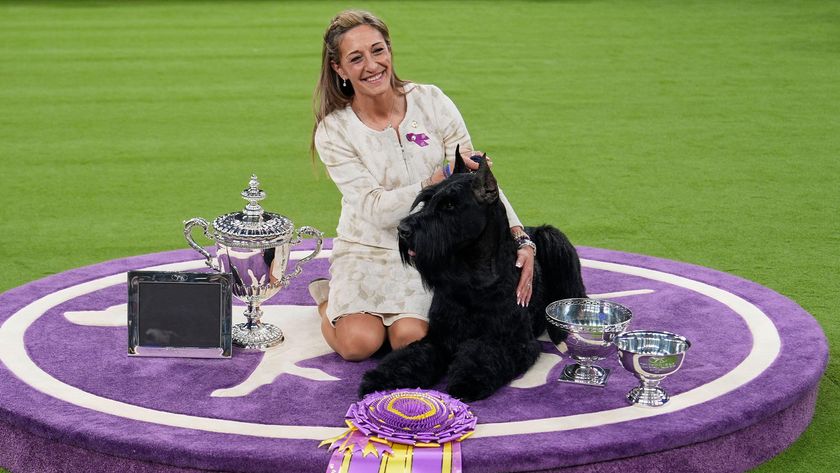 Katie Bernardin and Monty, a Giant Schnauzer, celebrate after winning best in show in the 149th Westminster Kennel Club Dog show