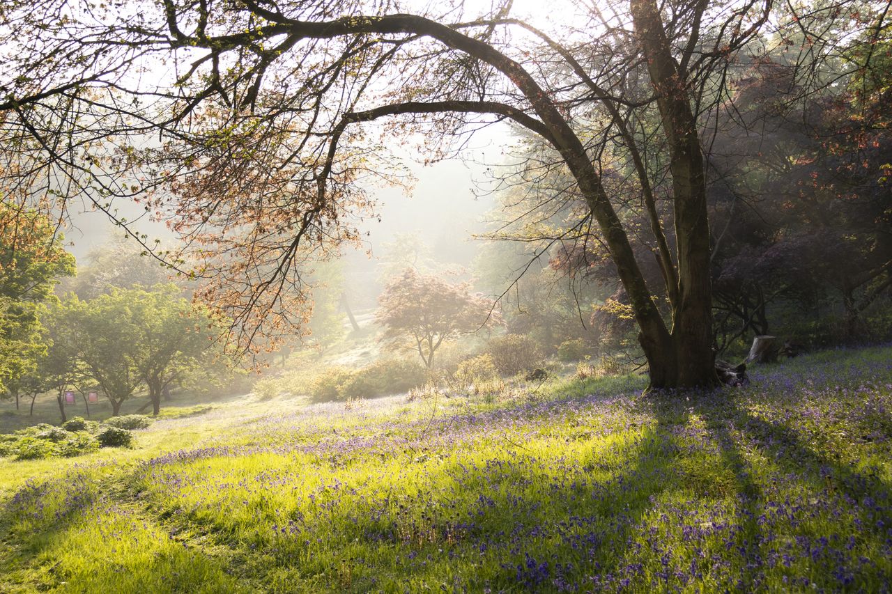 Photo of a sunrise baclkit tree on a sunny morning, taken with the Canon EOS R100