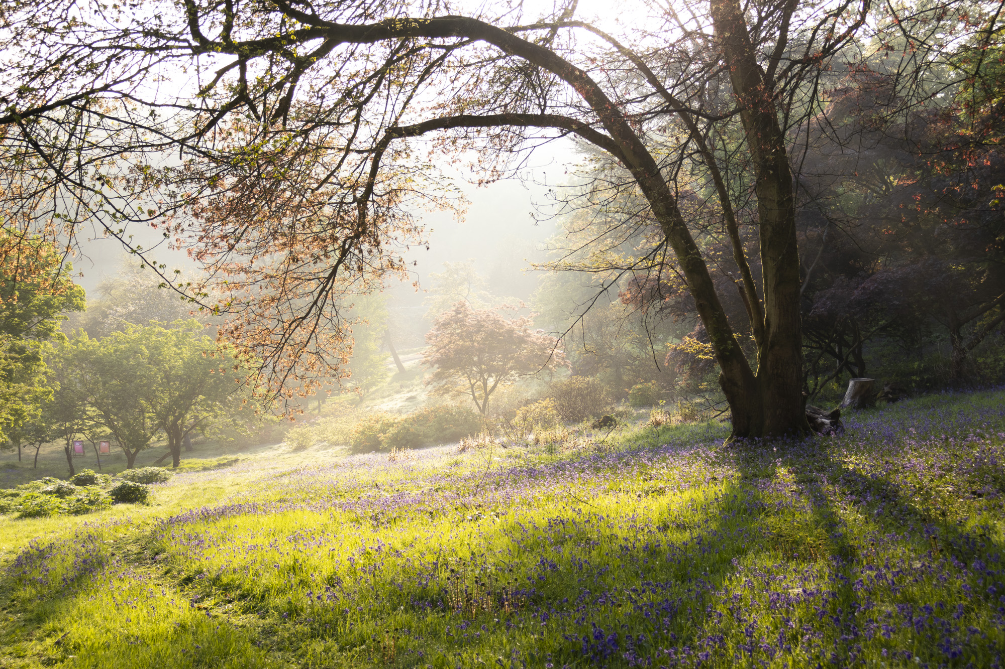 Photo of a sunrise baclkit tree on a sunny morning, taken with the Canon EOS R100