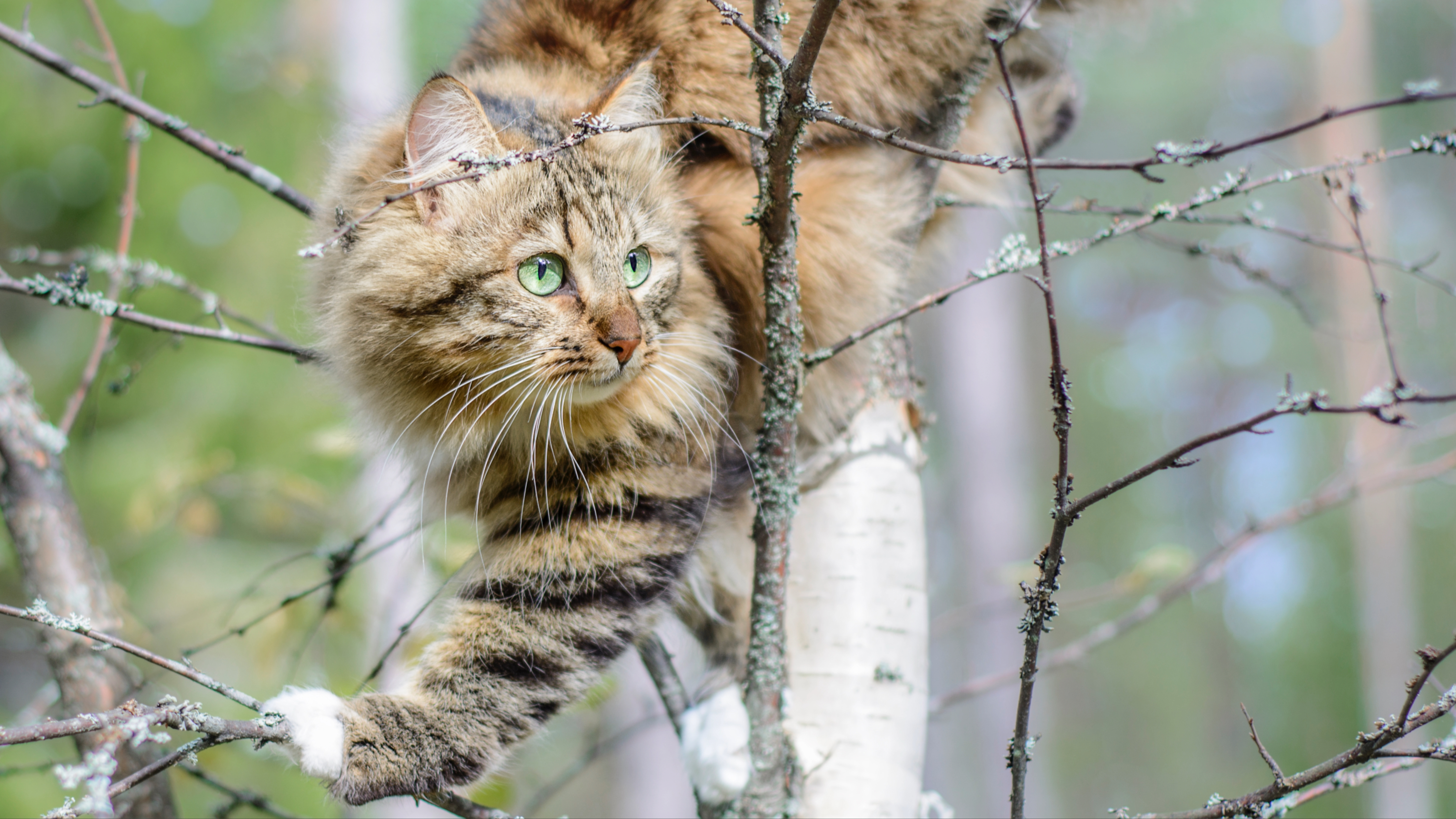 Siberian Forest Cat