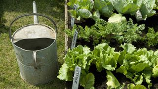watering can by veg plot in how to grow lettuce