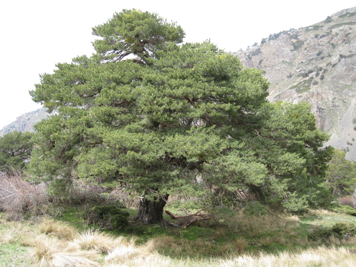 Scots pine