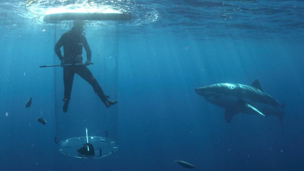 Diver is a shark cage with a shark swimming nearby - Shark Week 2023