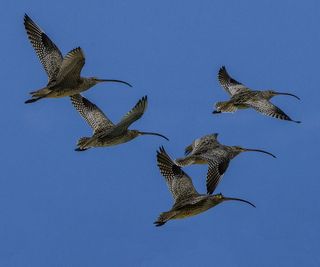 Far Eastern curlew