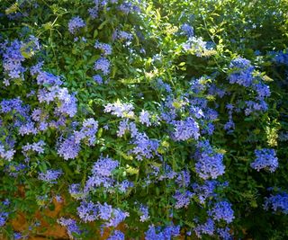 Plumbago with masses of blue blooms