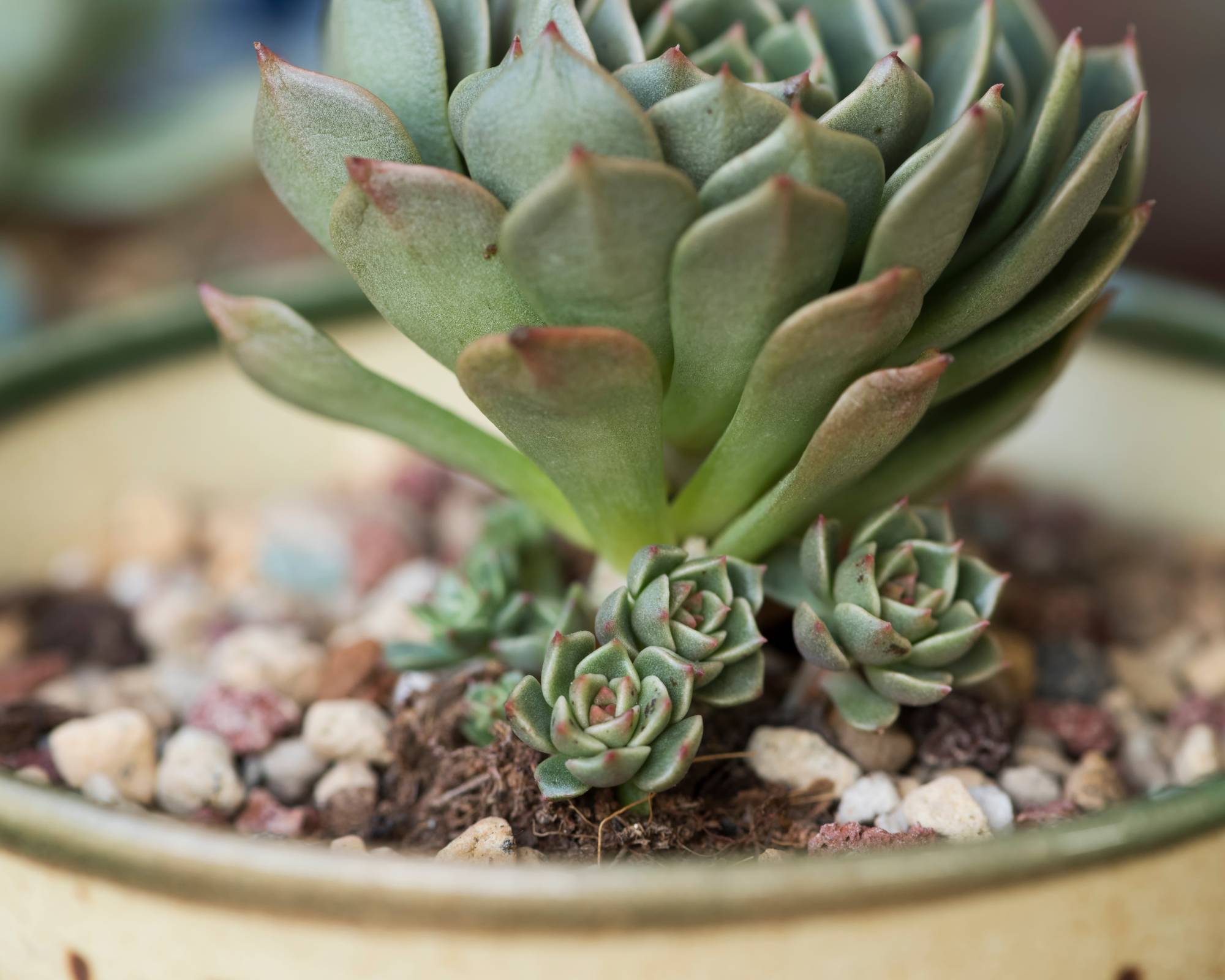 Hens and chicks succulent puppies