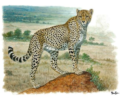 An image of a life like drawing of a cheetah