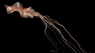 An illustration of a bigfin squid swimming in the darkness with long arms trailing behind the body.