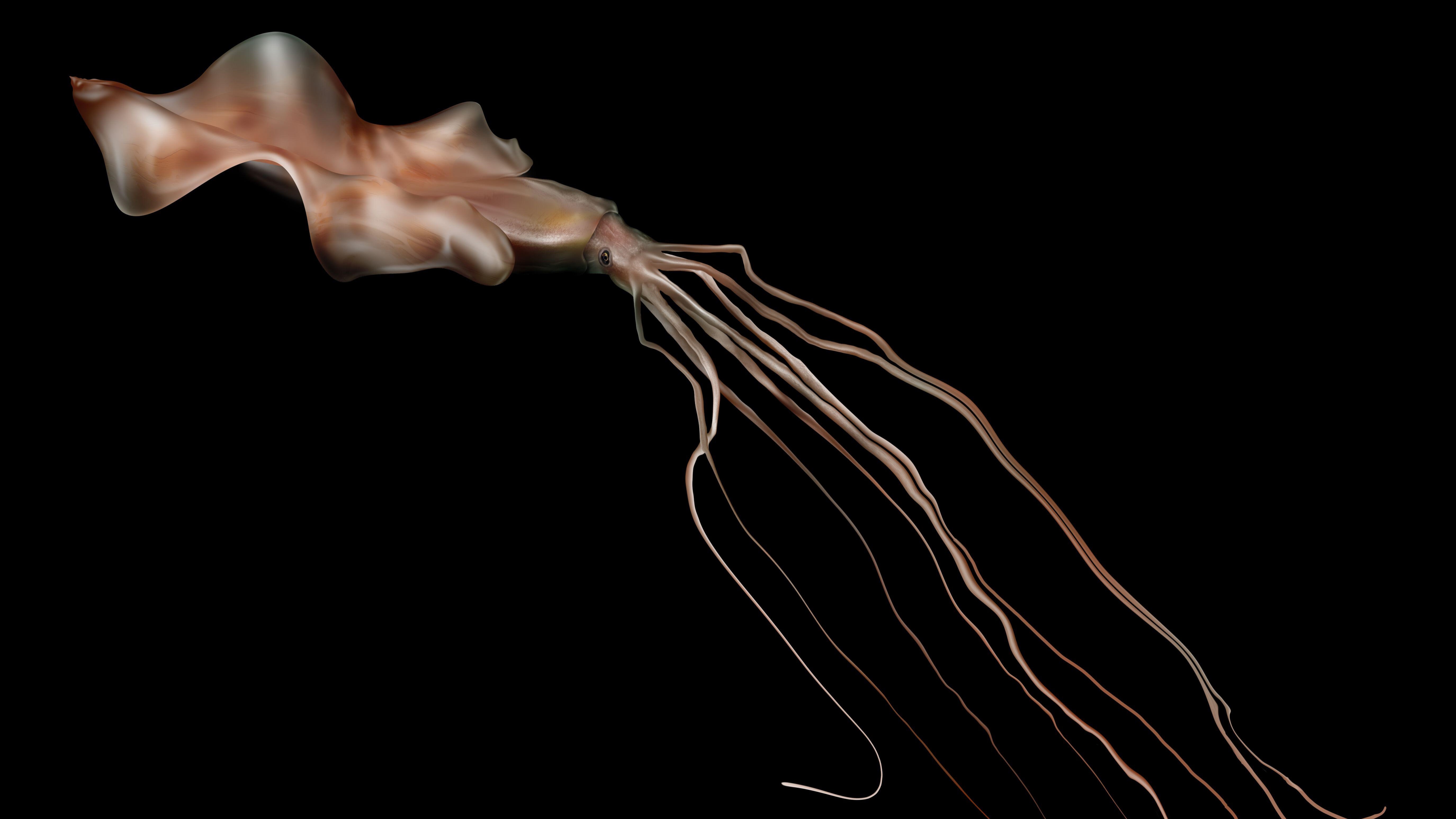 網頁設計 An illustration of a bigfin squid swimming in the darkness with long arms trailing behind the body.