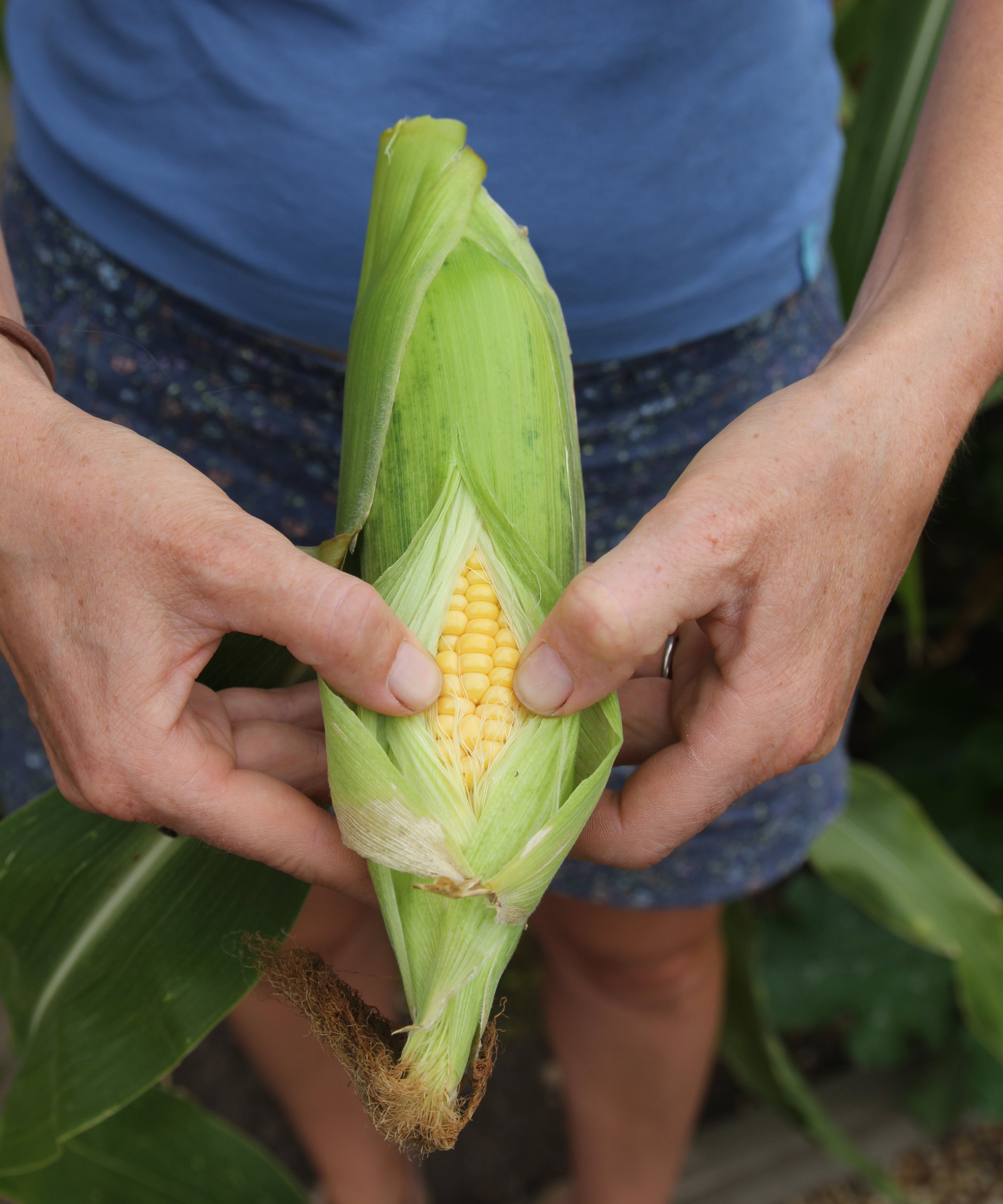 A gardener unfurling a ripe corn kernel