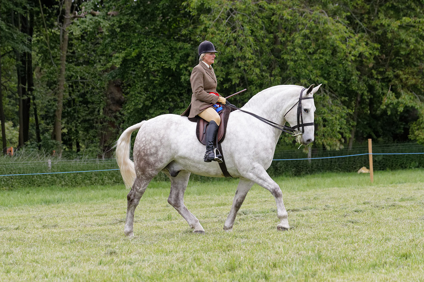 RIDDEN SUPREME CHAMPIONSHIPCHAMPION 105 Skywalker R: Heather McCloy