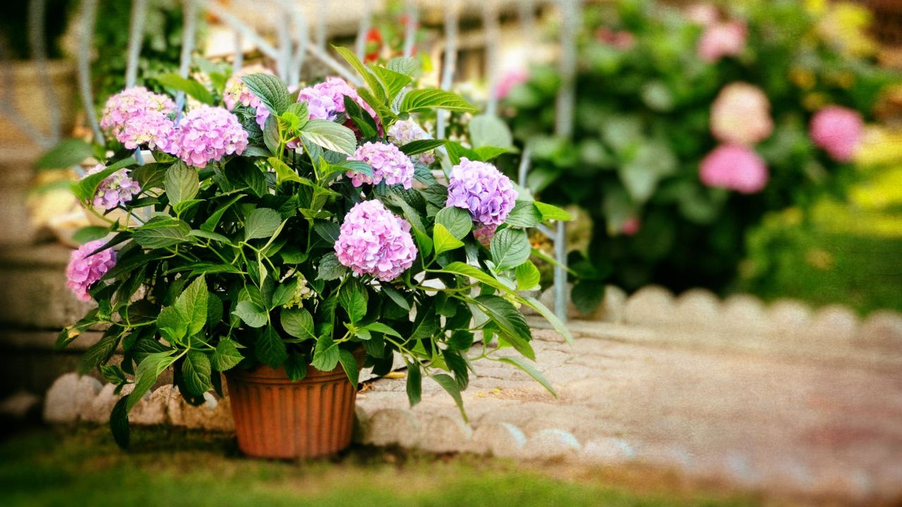 A pink hydrangea growing in a pot