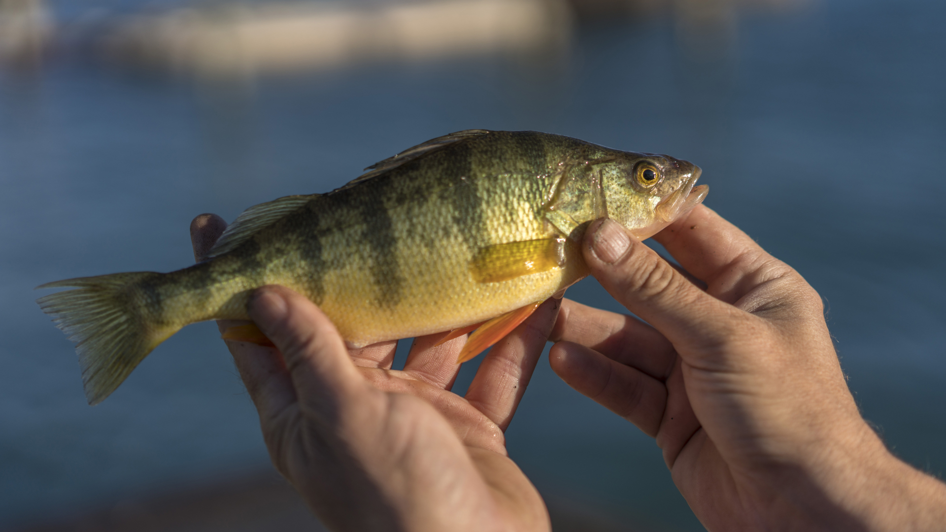Colorful Perch Baits for an Exciting Fishing Adventure