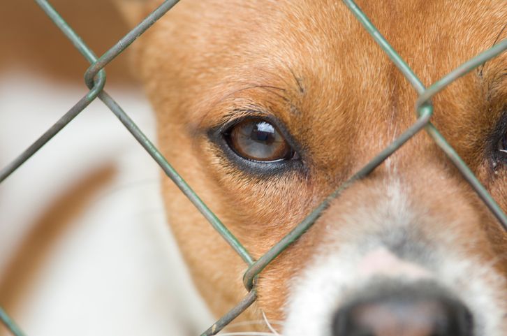 A dog at a shelter.