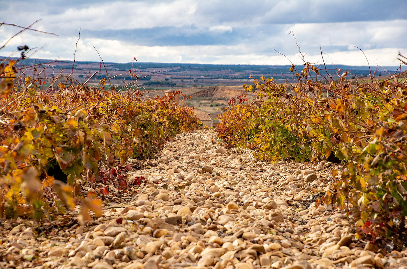 Vines of Do Toro in in the Autumn.