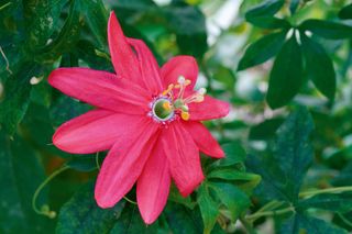 climbing plant