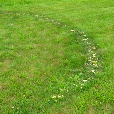 Fairy rings with mushrooms on lawn