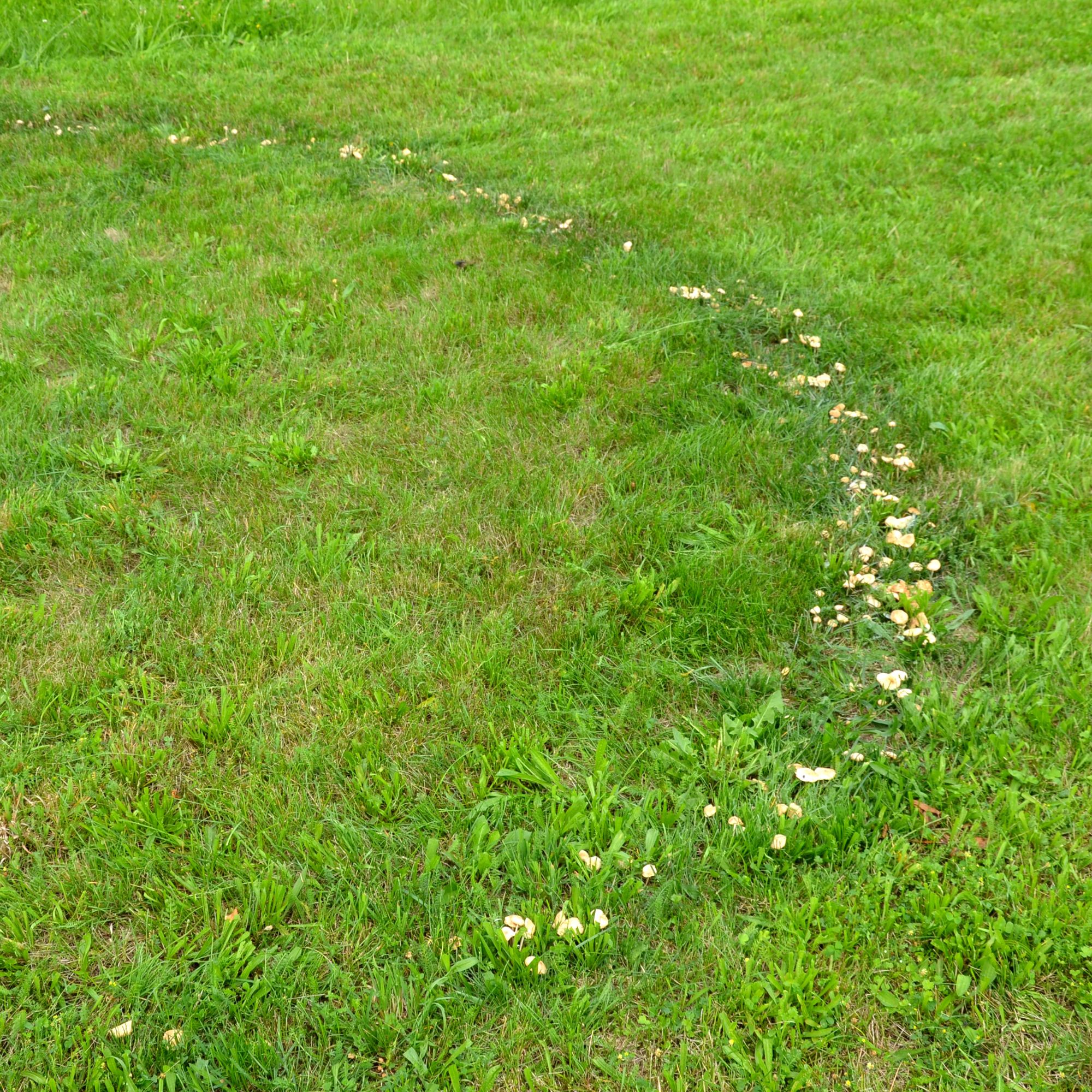 Fairy rings with mushrooms on lawn