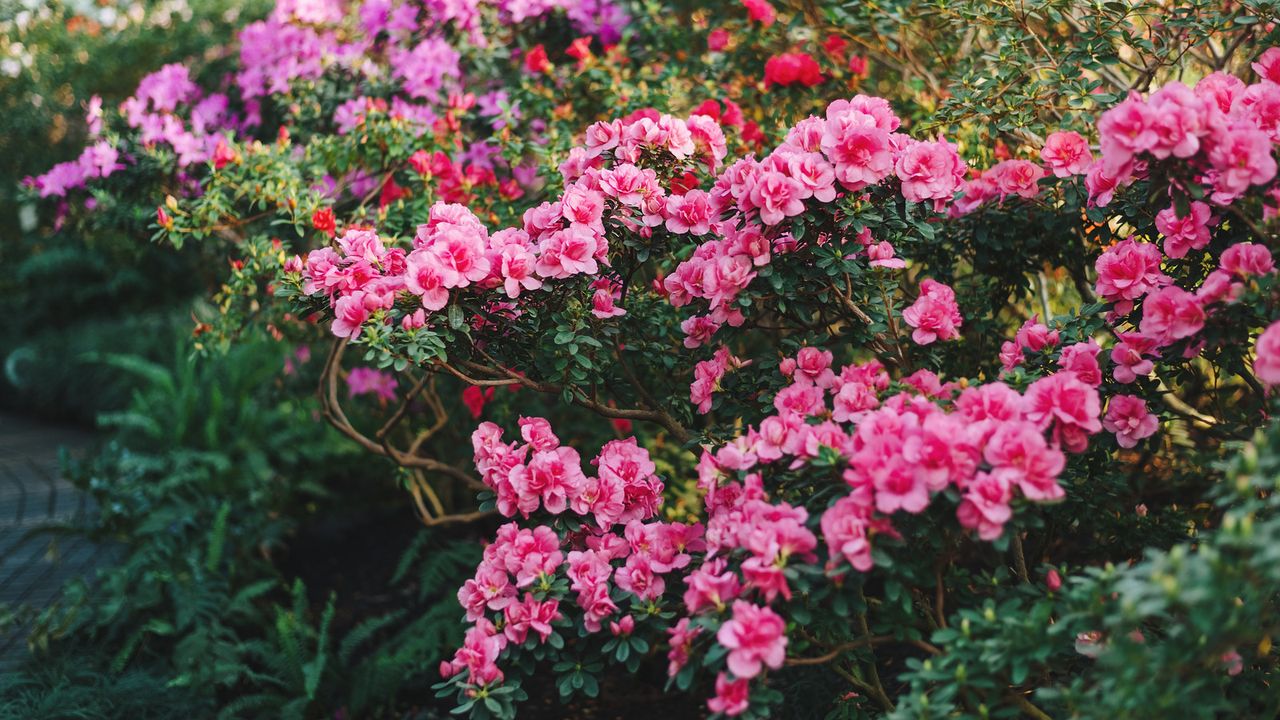 Azaleas in a garden