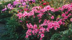 Azaleas in a garden