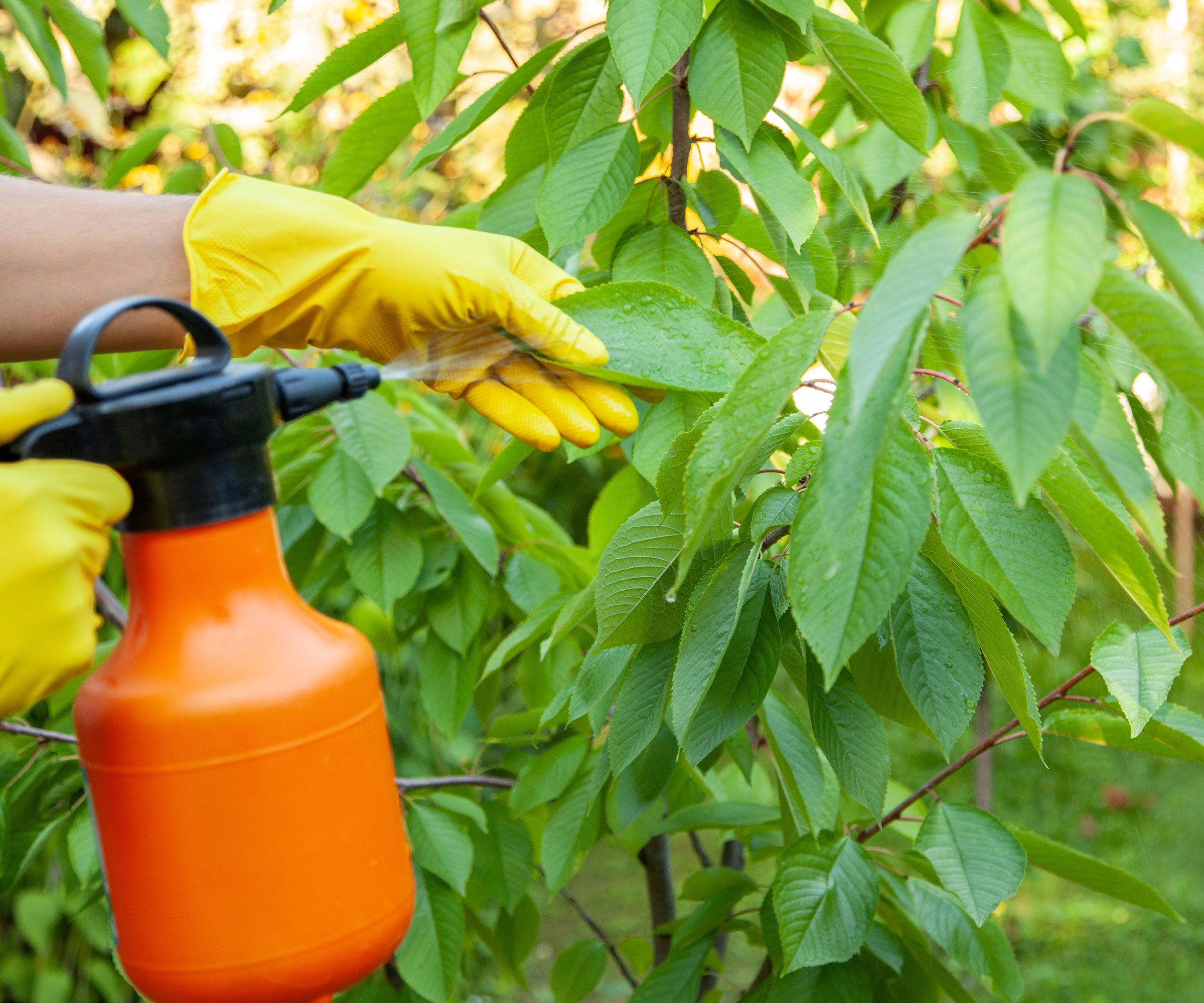 spraying pest controls on garden plants