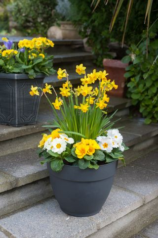 pots of daffodils