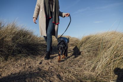 dog owner warning jellyfish