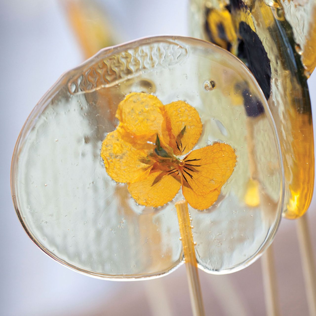 pansy lollipops photo