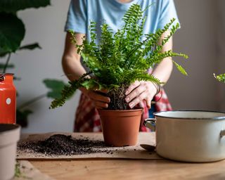 Person removing a small fern from its pot next to a pile of potting soil on an indoor table