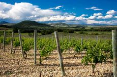 A view across limestone vineyards at St Jean de Bebian, Languedoc