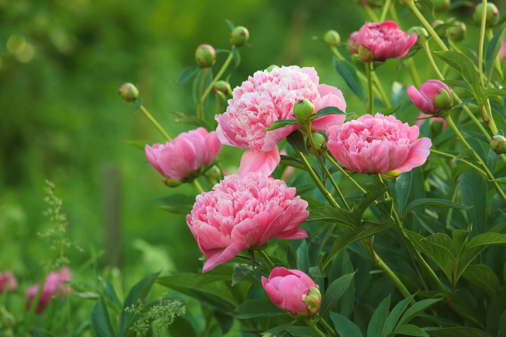pink peonies and flowerbuds in a garden